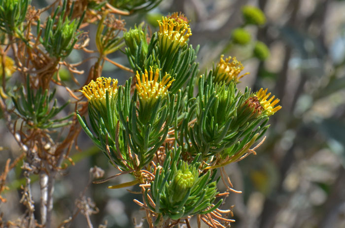 Schott's Pygmycedar has yellow flowers that bloom on the tips of branches. The flowers bloom in early spring and again in winter if rainfall is sufficient. Peucephyllum schottii 